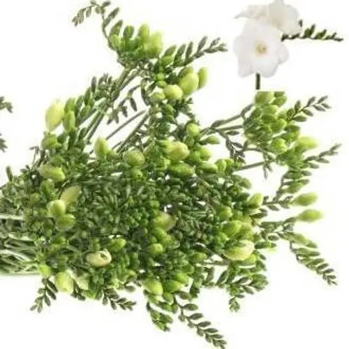 Freesie weiss Ambiancee 24 Gramm