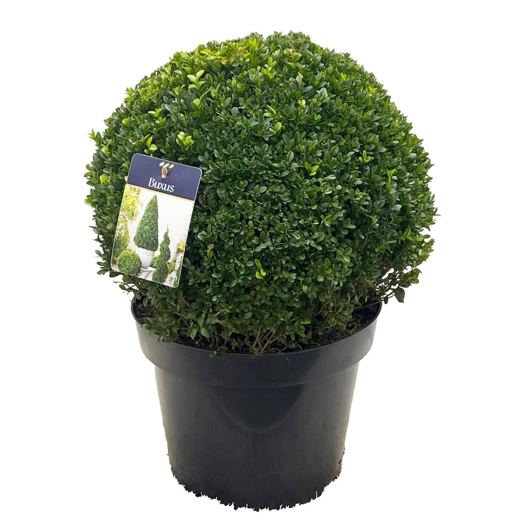 thuja medicine Thuja Occidentalis main image 0