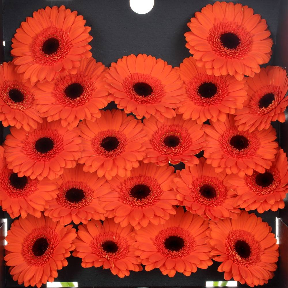 Germini orange Caramba