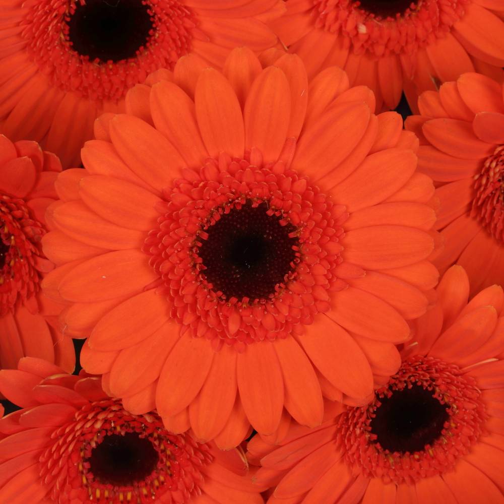 Germini orange Caramba