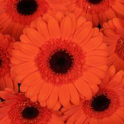 Germini orange Caramba