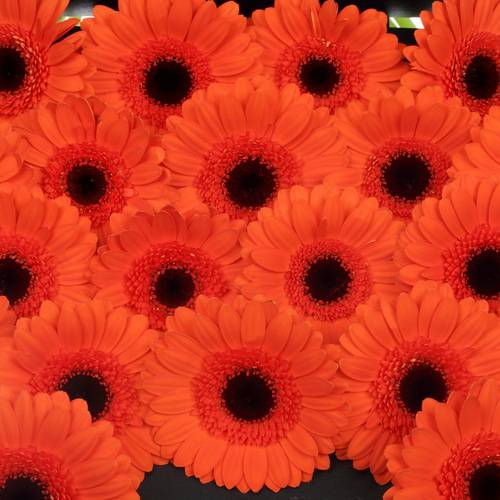 Germini orange Caramba