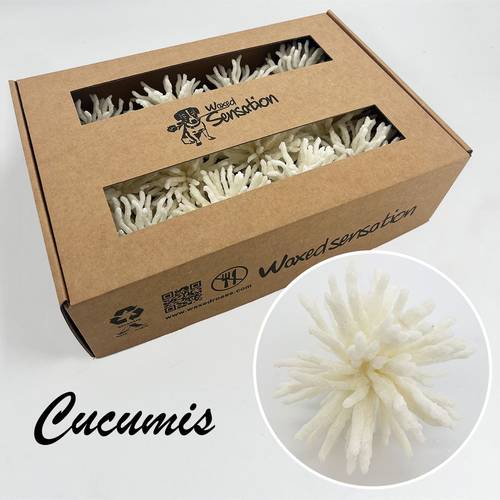 Seiden Wachs Cucumis eisig weiss