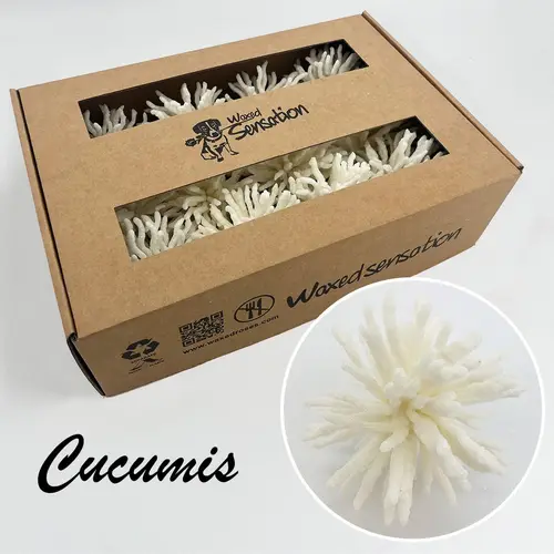 Seiden Wachs Cucumis eisig weiss