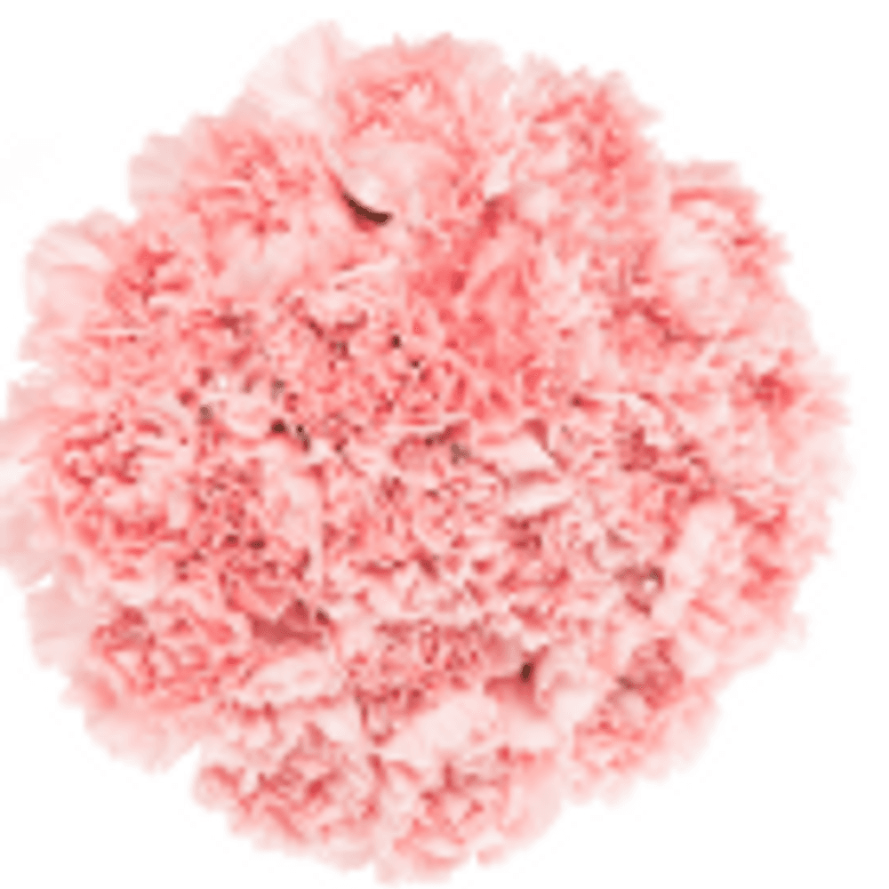 Nelke rosa Muttertag Angebot 70cm 