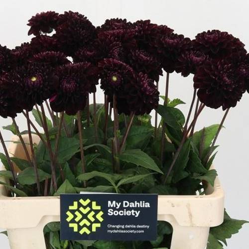 Dahlia lila/Bordeaux 55cm