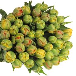 Tulpe gelb/rot doppel Sun Lover 34 Gramm