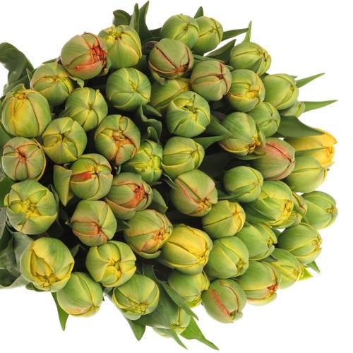 Tulpe gelb/rot doppel Sun Lover 34 Gramm