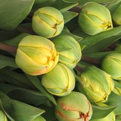 Tulpe gelb/rot doppel Sun Lover 34 Gramm