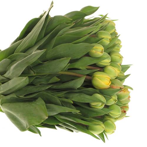 Tulpe gelb/rot doppel Sun Lover 34 Gramm