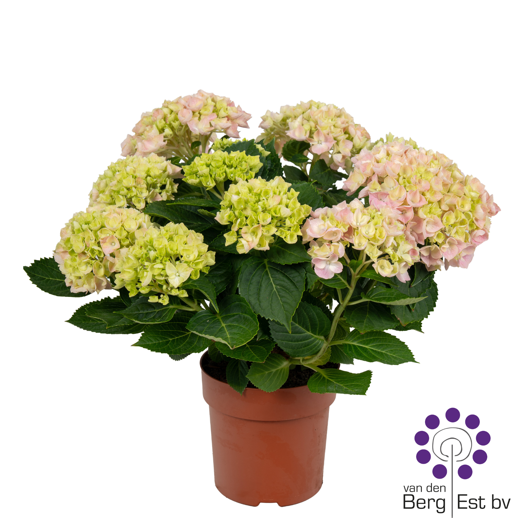 Hortensie rosa 9-10Bl. T14 H035
