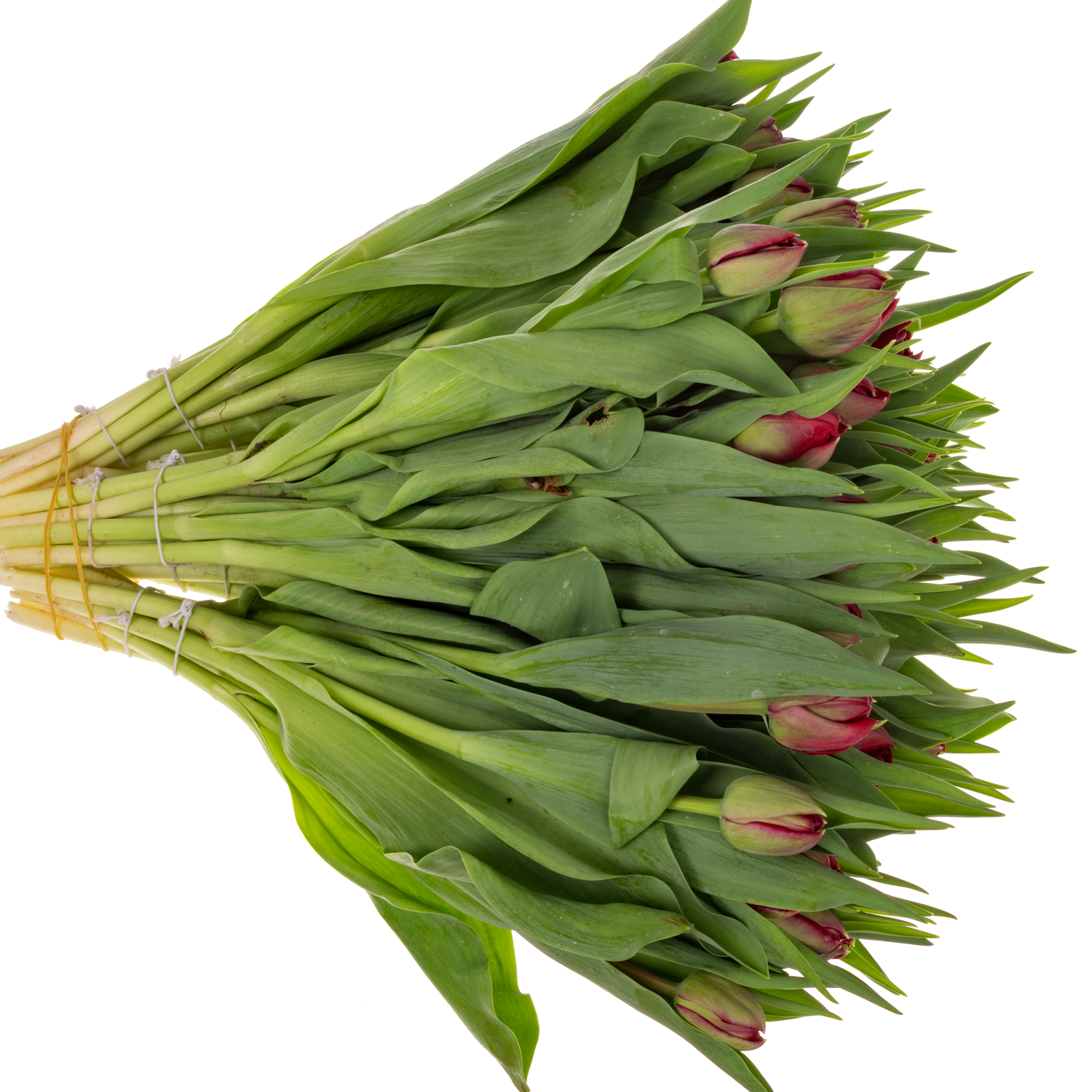 Tulpe rot doppel Velvet vixen 46 Gramm