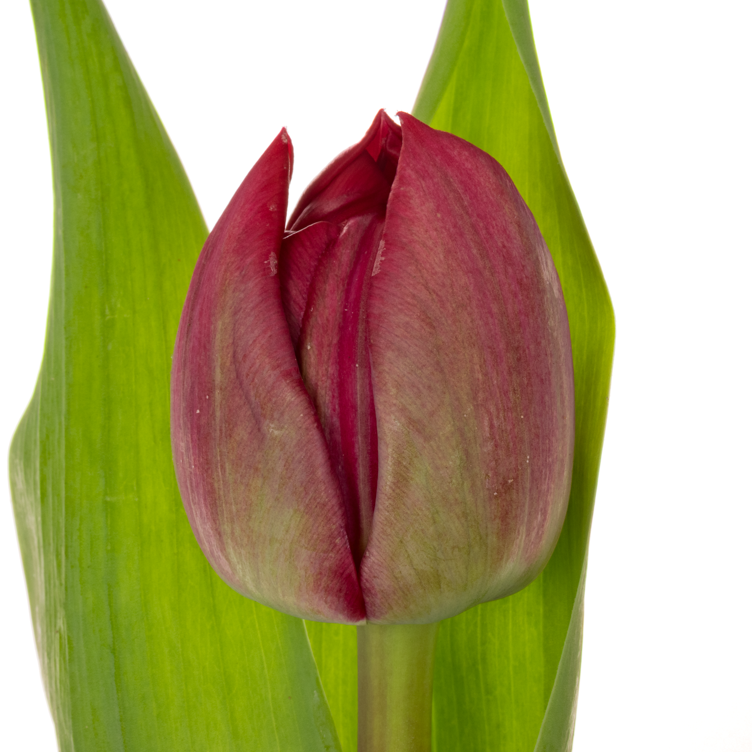 Tulpe rot doppel Velvet vixen 46 Gramm