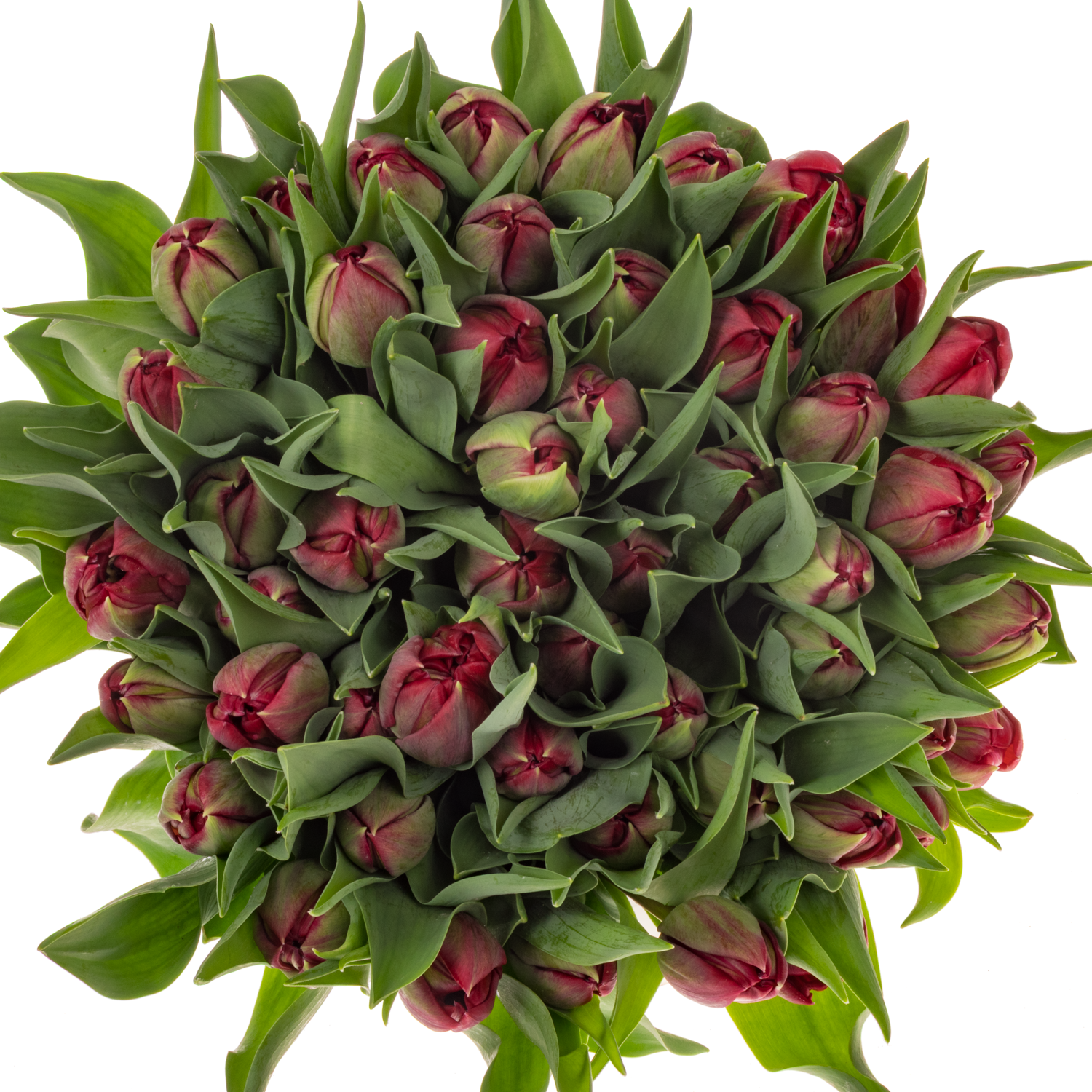 Tulpe rot doppel Velvet vixen 46 Gramm