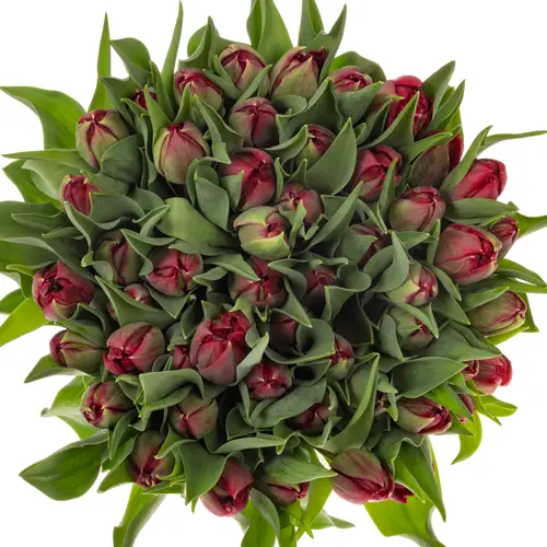 Tulpe rot doppel Velvet vixen 46 Gramm