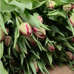 Tulpe rot doppel Velvet vixen 46 Gramm
