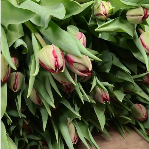 Tulpe rot doppel Velvet vixen 46 Gramm