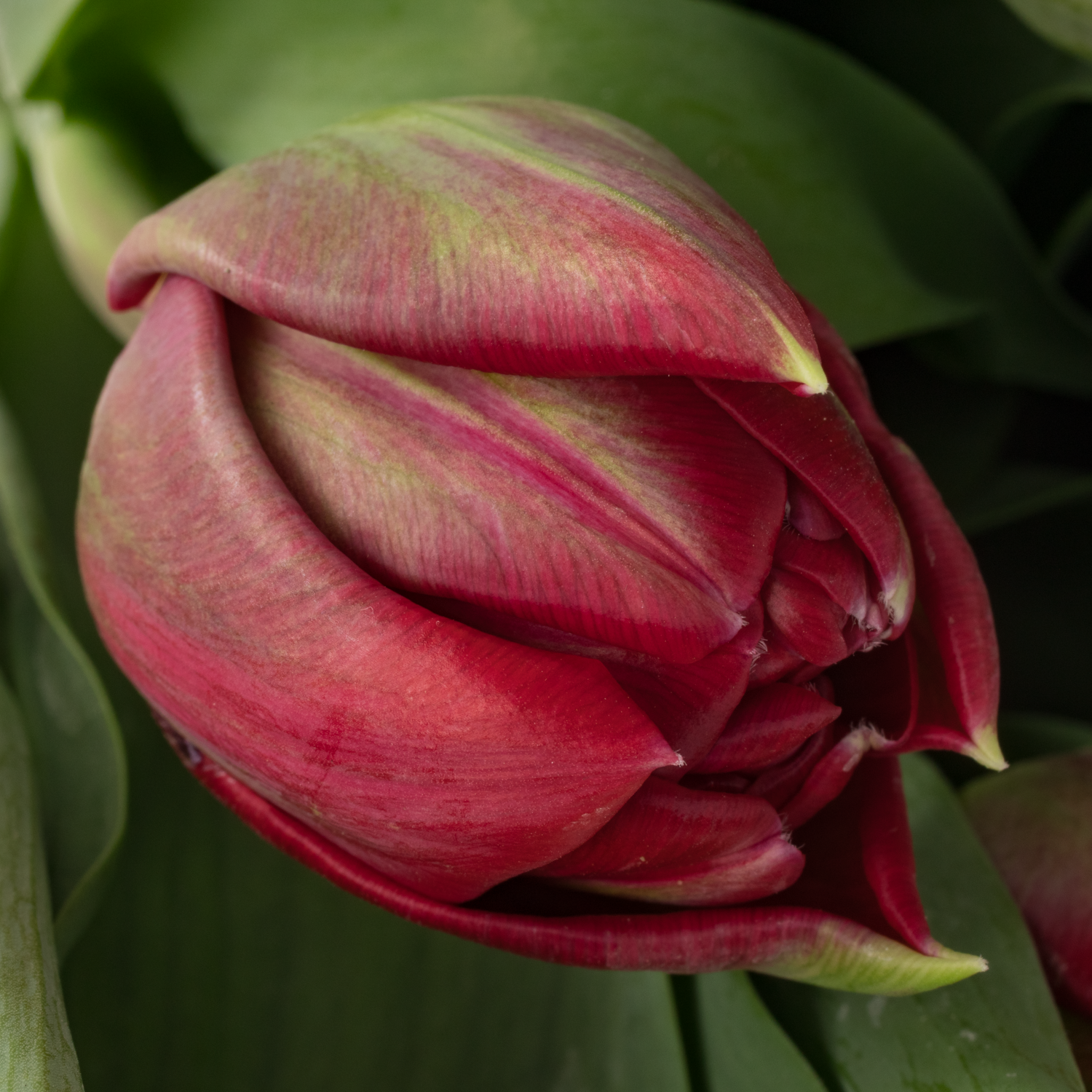 Tulpe rot doppel Velvet vixen 46 Gramm