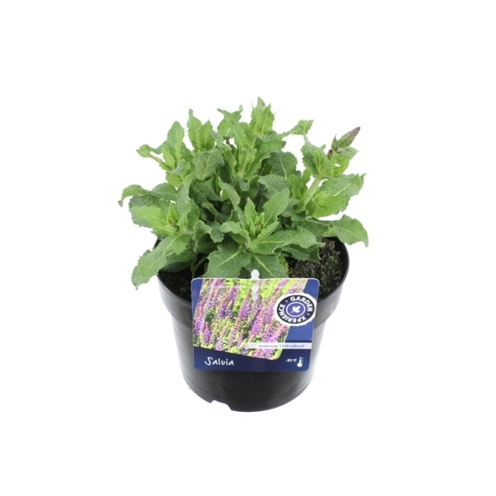 Salvia Ostfrieslan17 T17 H50
