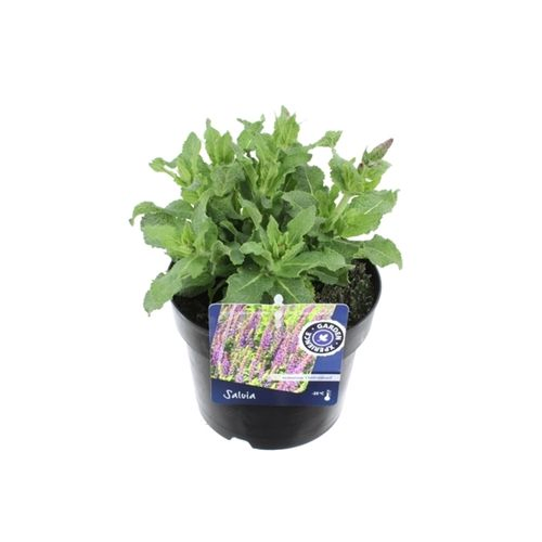 Salvia Ostfrieslan17 T17 H50
