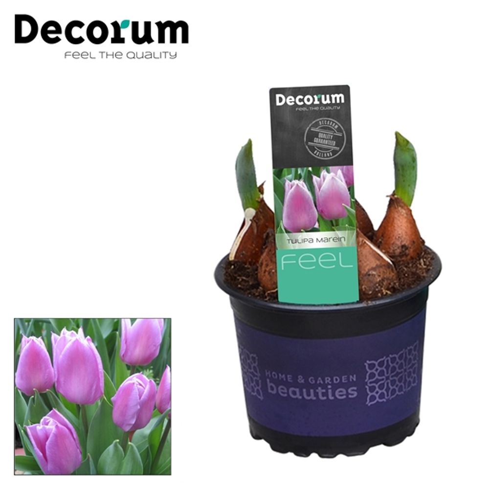 Tulpen Marein T09 H15