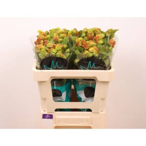 Jacobinia orange Justicia 50cm