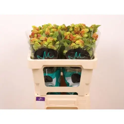 Jacobinia orange Justicia 50cm