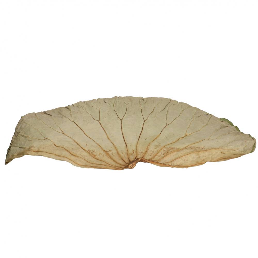 Trocken Lotus Blatt 60x35cm x10