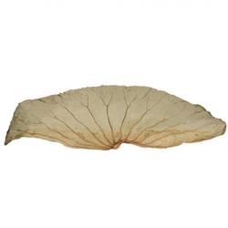 Trocken Lotus Blatt 60x35cm x10
