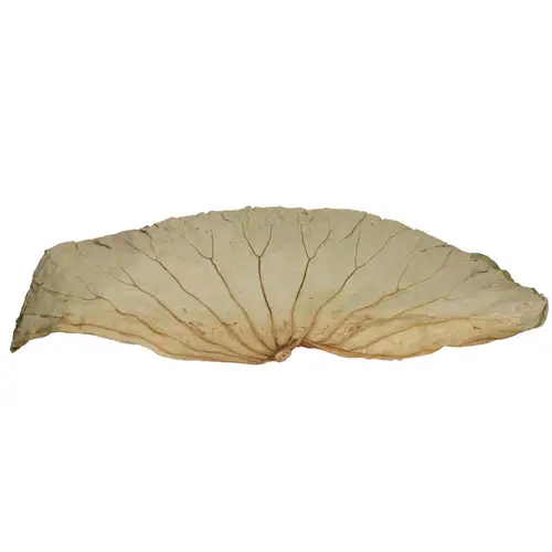Trocken Lotus Blatt 60x35cm x10