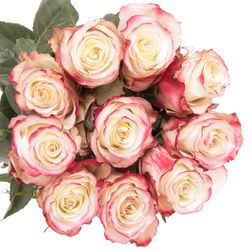 Rose creme/rot Sweetness (Ec) 70cm X10