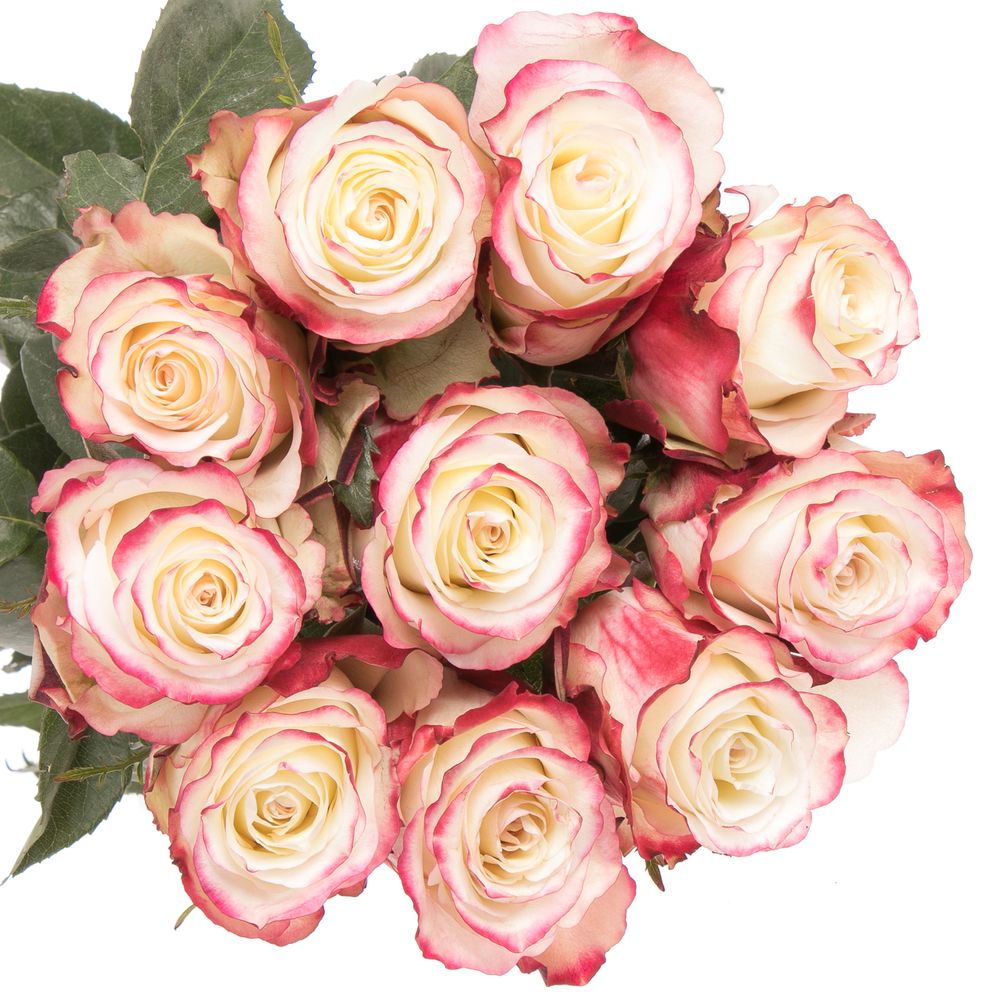 Rose creme/rot Sweetness (Ec) 70cm X10