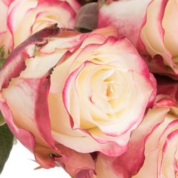 Rose creme/rot Sweetness (Ec) 70cm X10