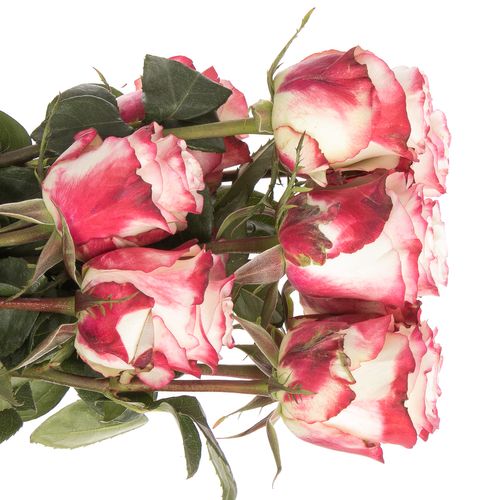 Rose creme/rot Sweetness (Ec) 70cm X10