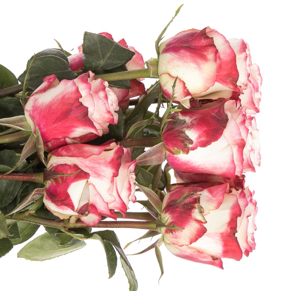 Rose creme/rot Sweetness (Ec) 70cm X10