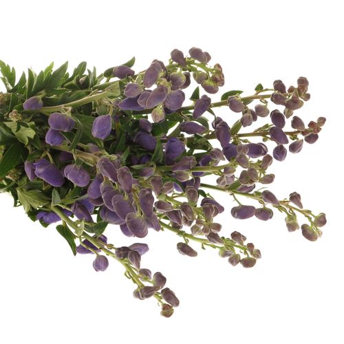 Eisenhut blau Arendsii 80cm