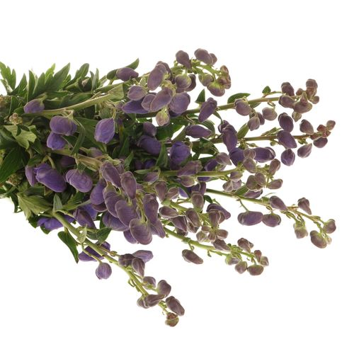 Eisenhut blau Arendsii 80cm
