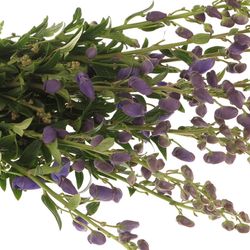 Eisenhut blau Arendsii 80cm