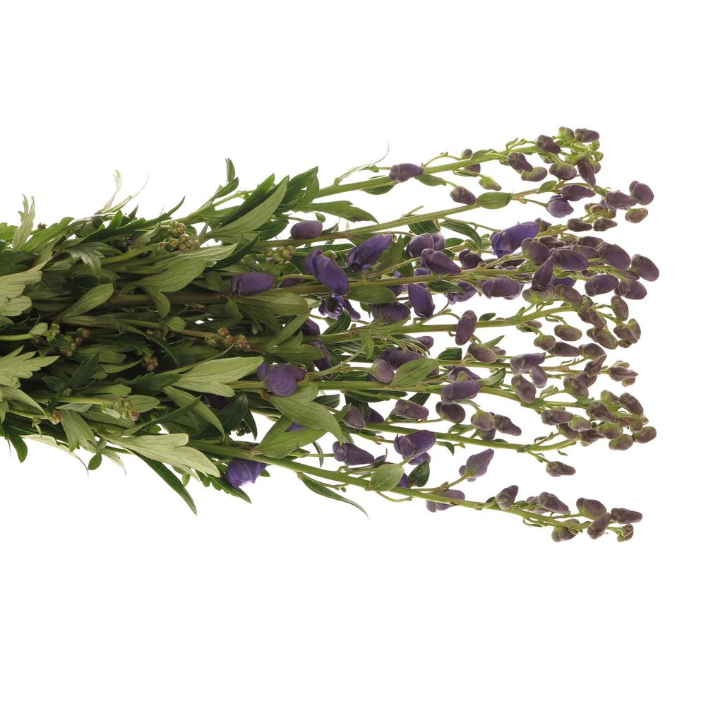 Eisenhut blau Arendsii 80cm