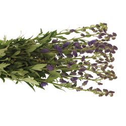 Eisenhut blau Arendsii 80cm