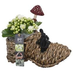 Kal.Arr PTHI5401 Herbst T25 H023