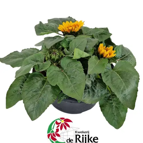 Sonnenblume Schalen T21 H015