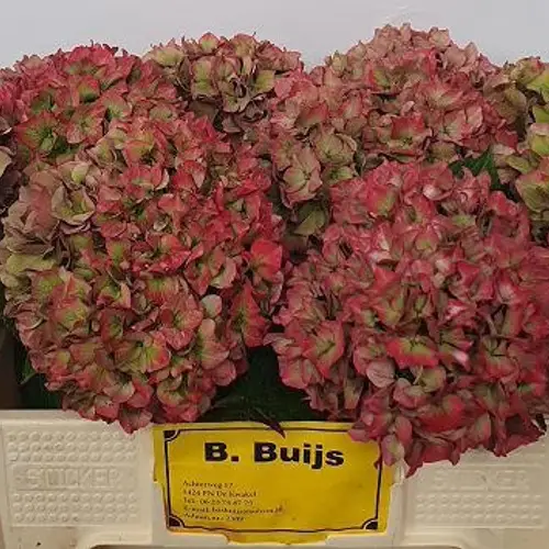 Hortensie rot/grün Rodeo classic Bol 16cm 50cm