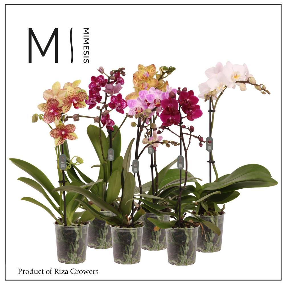 Phal.1-R mix Mimesis T09 H032
