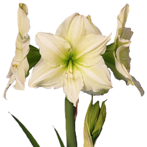 Amaryllis creme Lemon Grandise