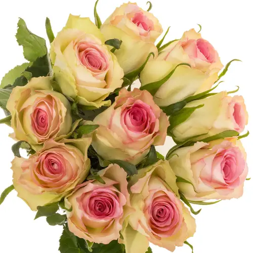 Rose creme/rosa Fashion Girl 60cm