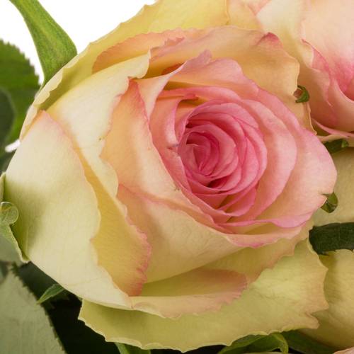 Rose creme/rosa Fashion Girl 60cm