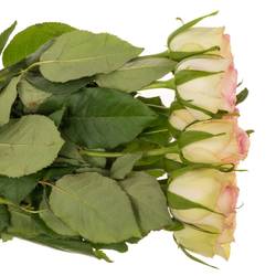 Rose creme/rosa Fashion Girl 60cm