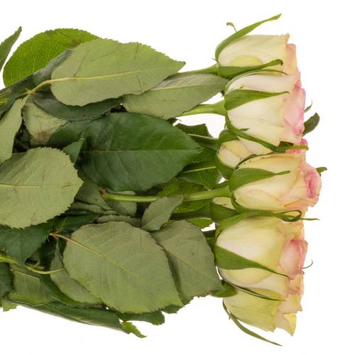 Rose creme/rosa Fashion Girl 60cm