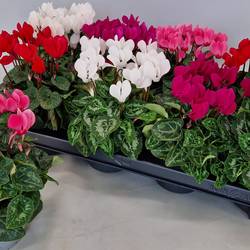 Cyclame mix Super Serie T10,5 H020